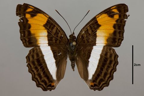 Adelpha thesprotia Felder, 1867