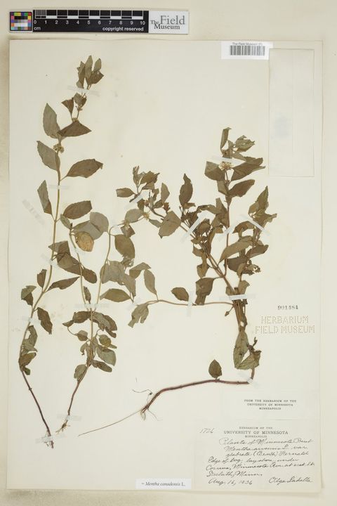 Mentha canadensis L.