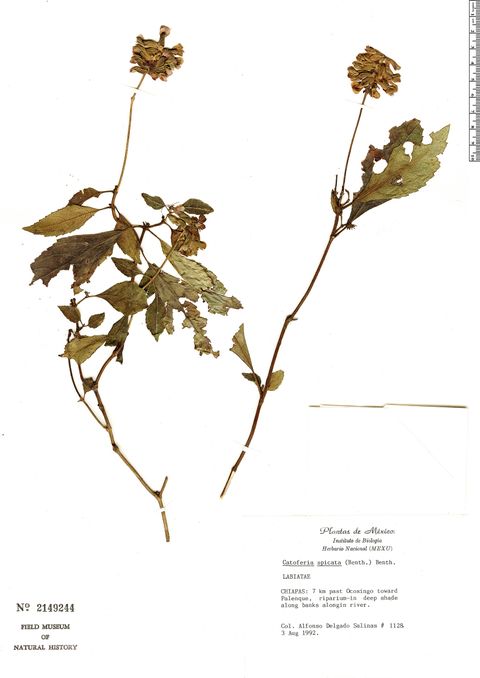 Catoferia spicata (Benth.) Benth.