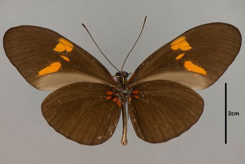 Heliconius melpomene (Linnaeus, 1758)