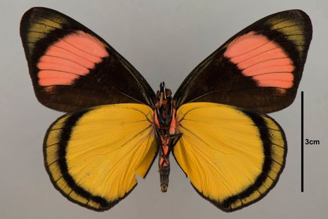 Batesia hypochlora Felder, 1862