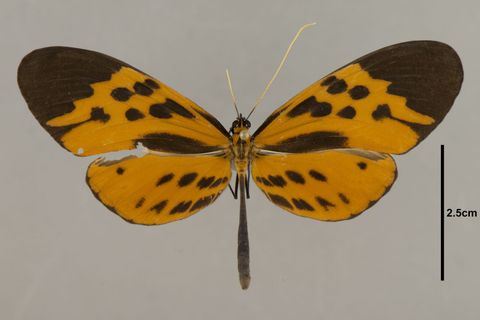 Melinaea mnasias romualdo Fox, 1965