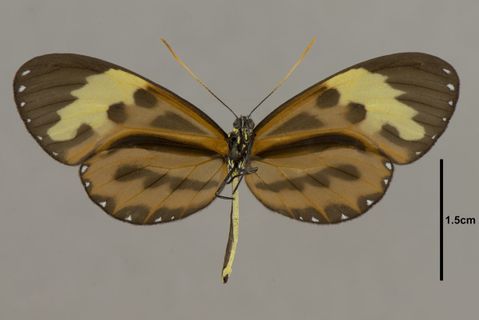 Mechanitis mazaeus messenoides C.Felder & R.Felder, 1865