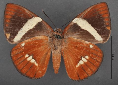 Xanthocastnia evalthe (Fabricius, 1775)