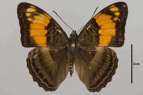 Adelpha Hübner, 1819