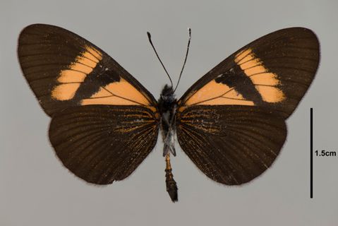 Actinote Hübner, 1819