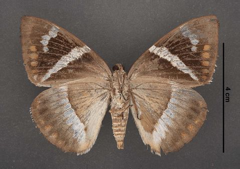 Telchin licus (Drury, 1773)