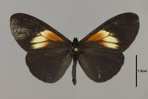 Actinote Hübner, 1819